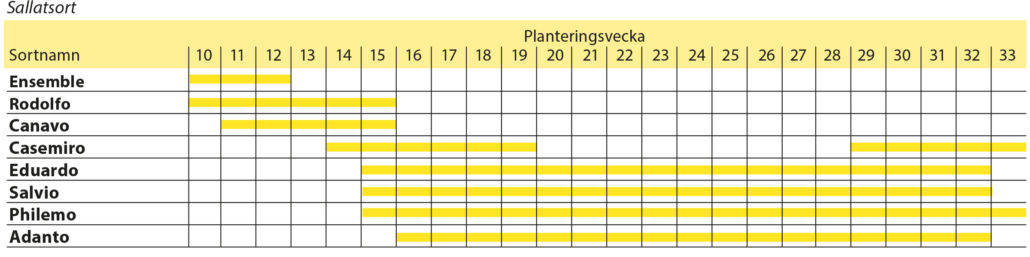 planteringsschema sallat