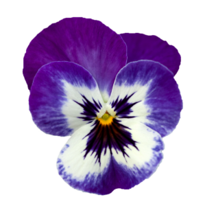 Närbild Viola Volante Purple Picotee