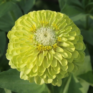 Zinnia Queeny Lime
