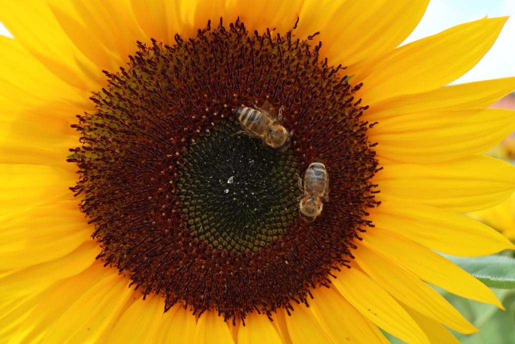 Närbild solros med bi