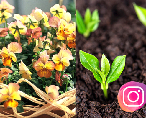 Instagram logo på bilder på viola och småplantor