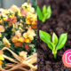 Instagram logo på bilder på viola och småplantor