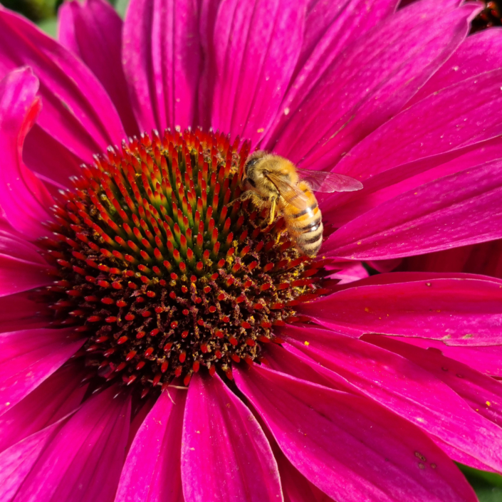 Echinacea