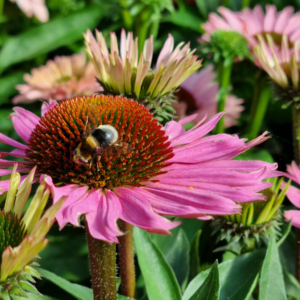 Echinacea