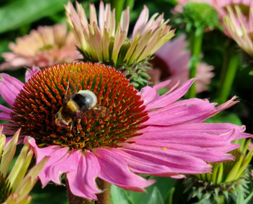 Echinacea_solhatt