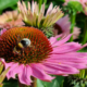 Echinacea_solhatt