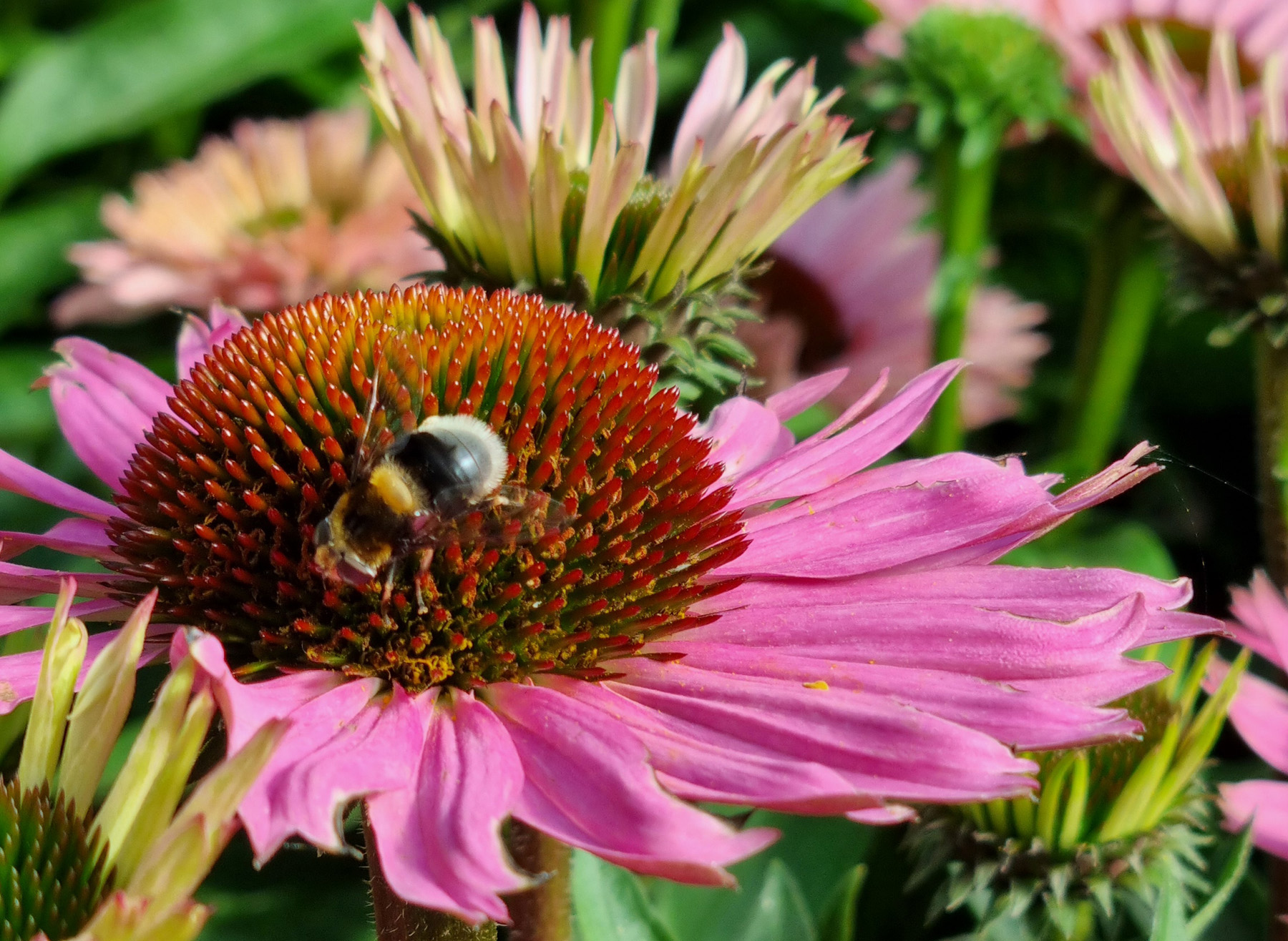 Echinacea_solhatt