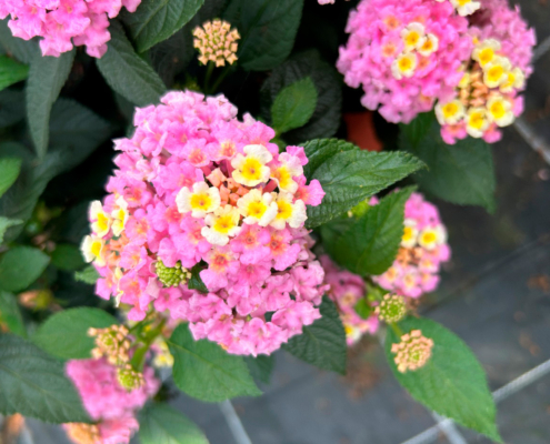 Nyhet 2025 Lantana Evita Lemon & Pink