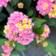 Nyhet 2025 Lantana Evita Lemon & Pink