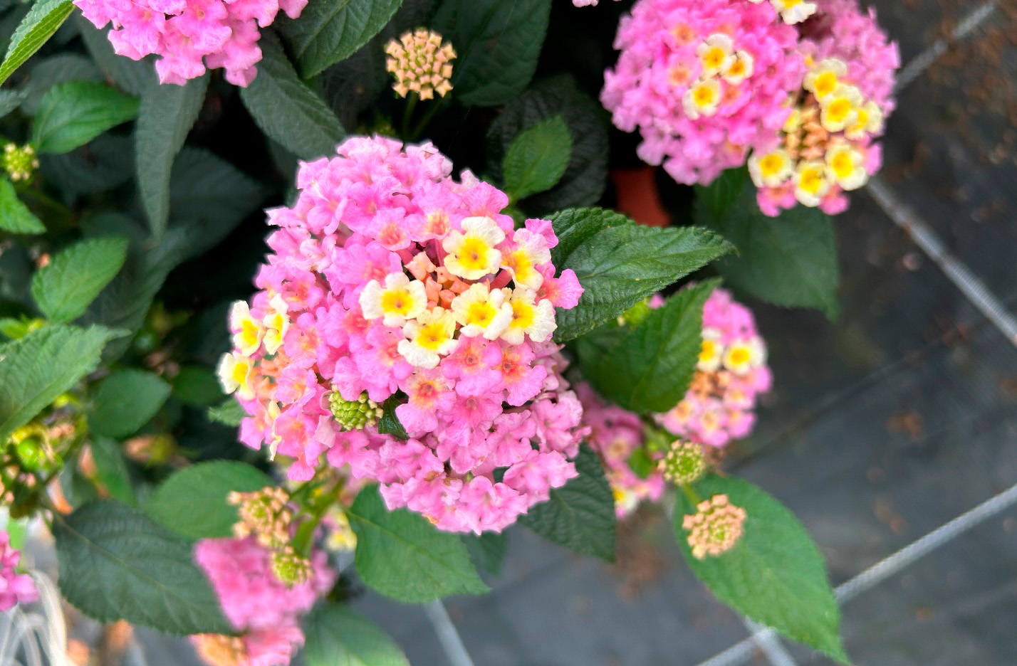 Nyhet 2025 Lantana Evita Lemon & Pink