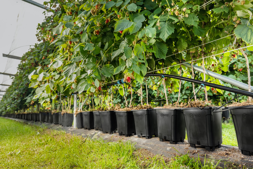 Kruka till bärplantor - BATO 7- och 10 liters kruka