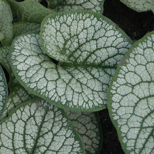 Brunnera macrophylla