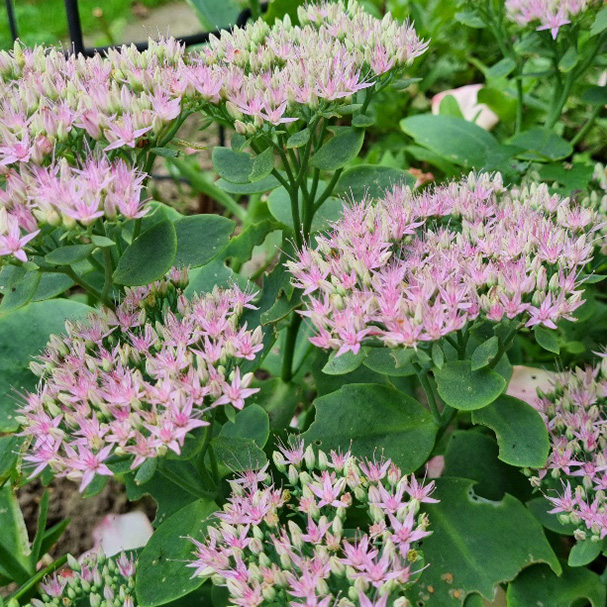 Sedum telephium