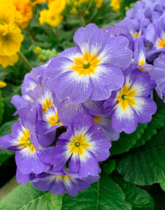 Primula elatior Inara® F1 Blue Bicolor Nyhet 2025/26