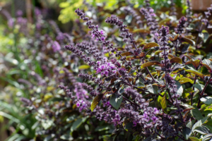 Närbild på årest sommarblomma 2025 Blomsterbasilika