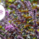 bild på blomsterbasilika med logo på "Årets sommarblomma 2025"