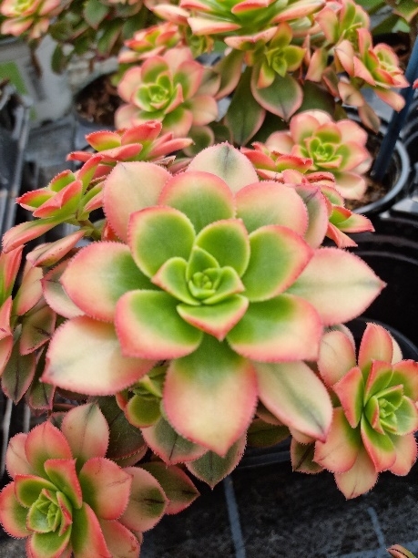 Aeonium Kiwi