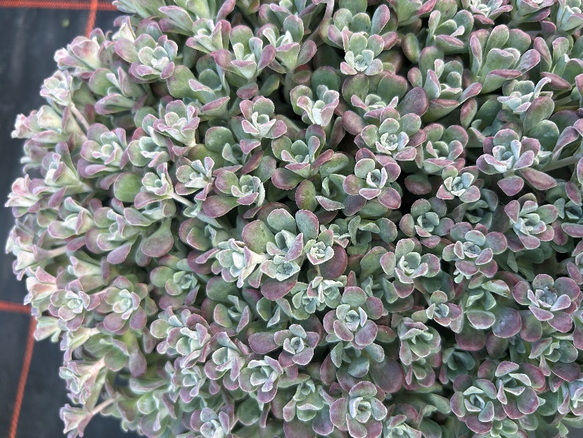 Sedum planta