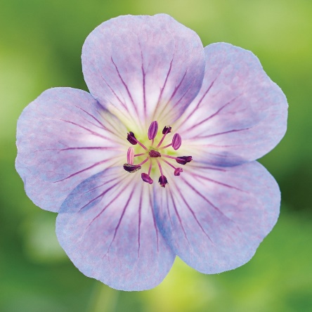 perenner Azure Rush
