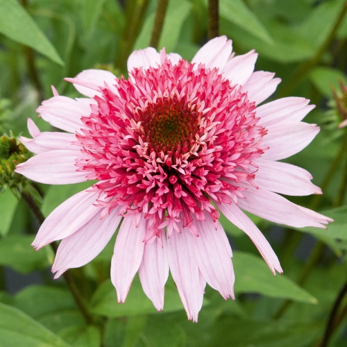 Papallo Semi Double Pink