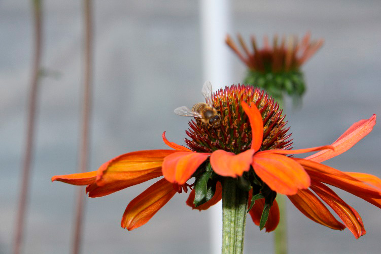 Papallo Orange