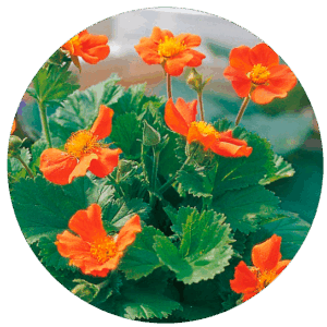 perenner orange queen