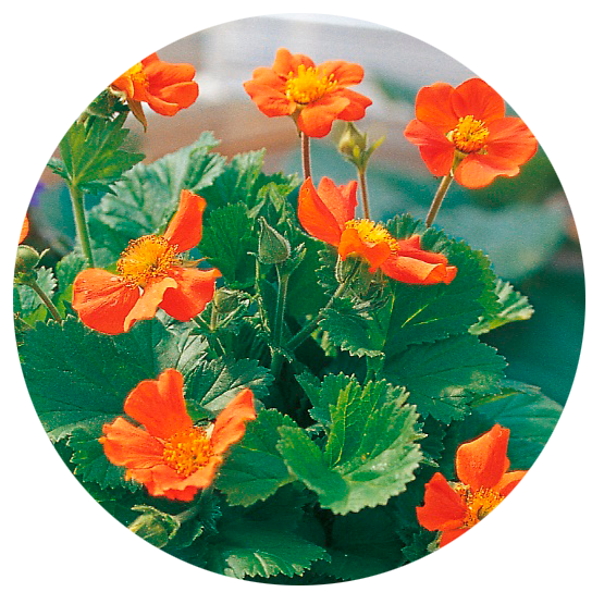perenner orange queen