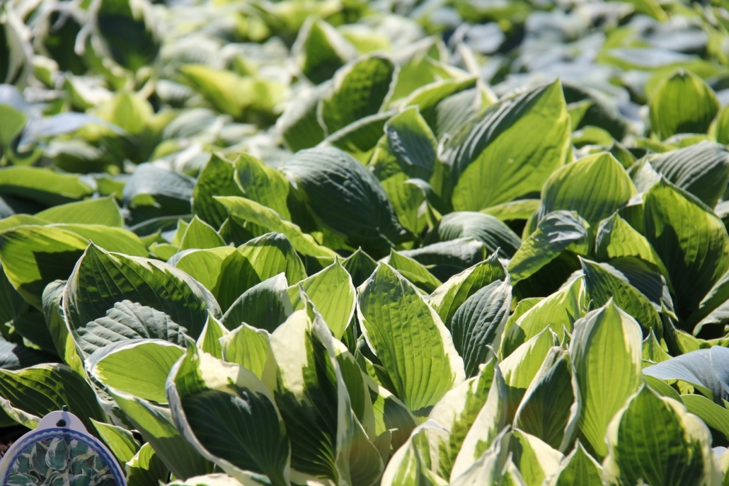perenner-hosta