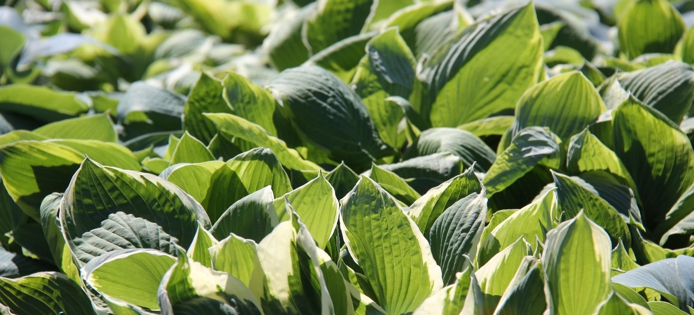 perenner-hosta