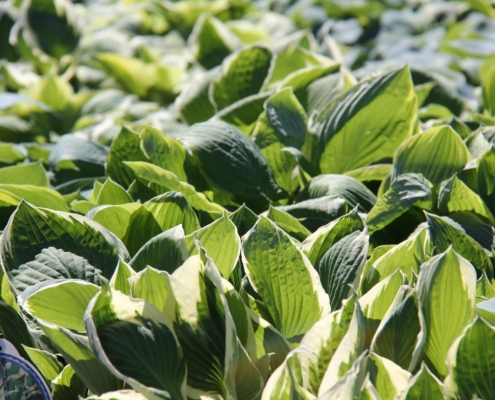 perenner-hosta