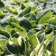 perenner-hosta