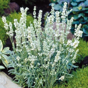Lavendel Ellegance Snow