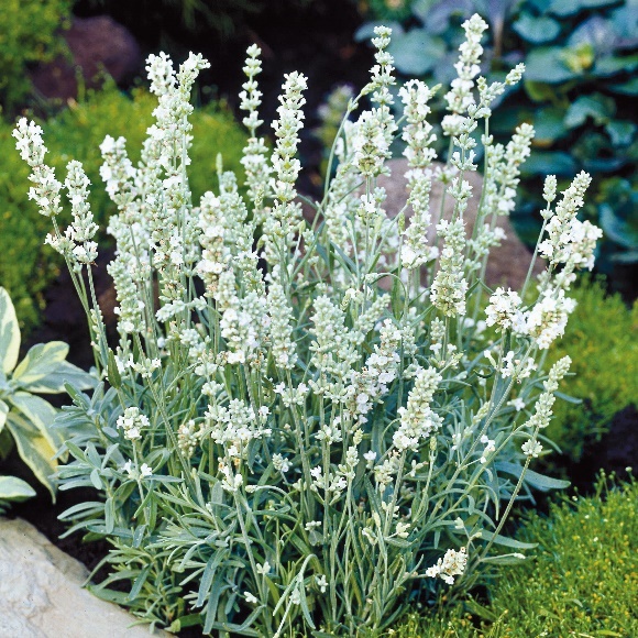 Lavendel Ellegance Snow