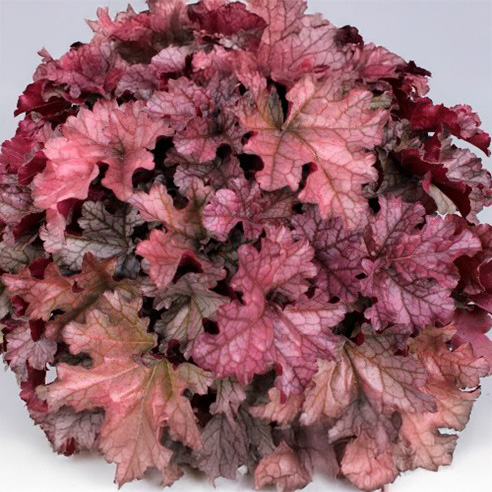 pink ice perenner