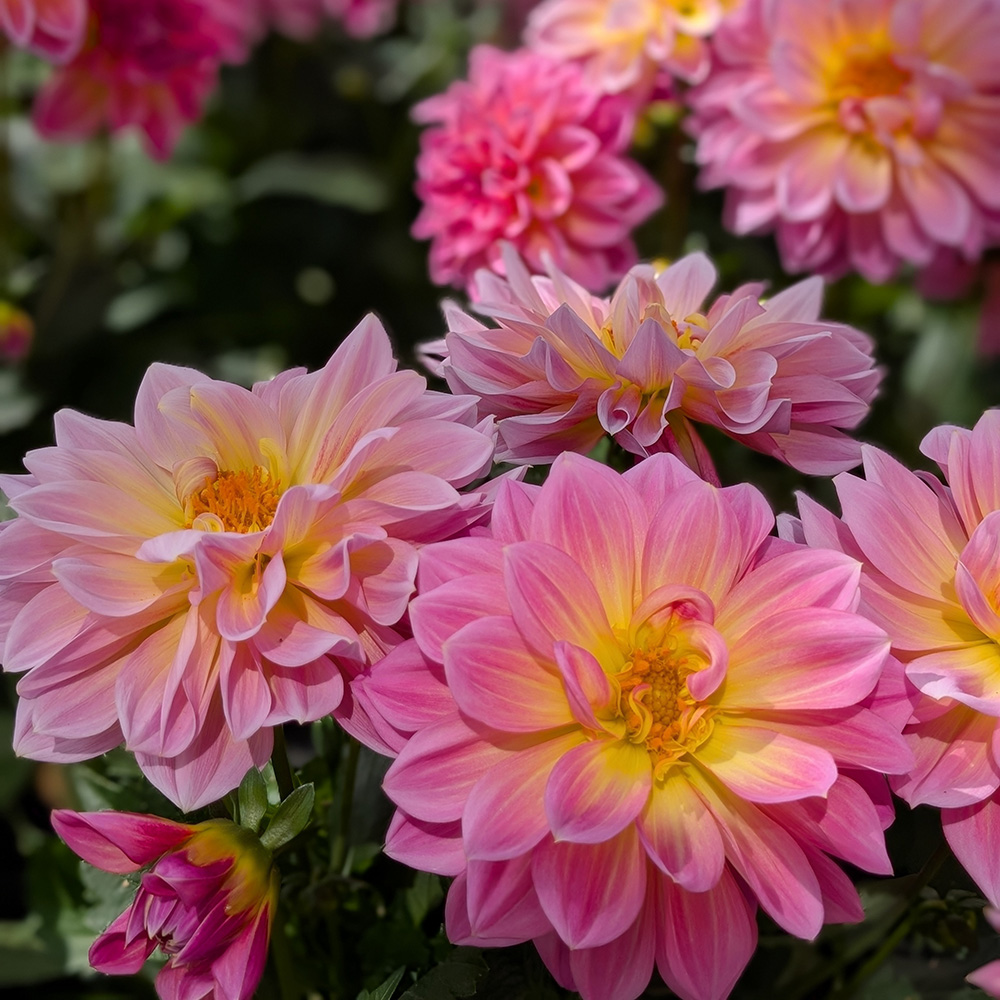 Närbild på Dahlia lubega XL Maracuya med rosa gula stora blomblad